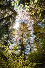 sun shining through trees