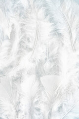 Top view of many beautiful white feathers.