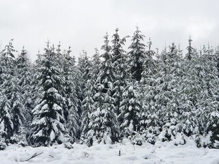 Wald im Schnee, Hunsrück 2020