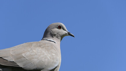 Collared Dove with blue sky background in UK