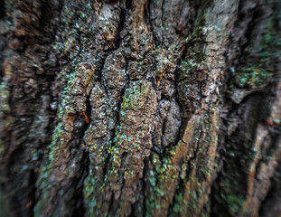 tree texture