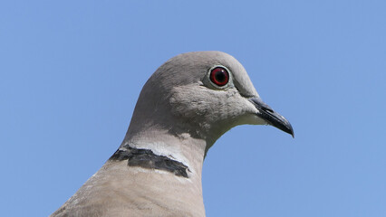 Collared Dove with blue sky background in UK