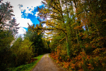 trees in the forest