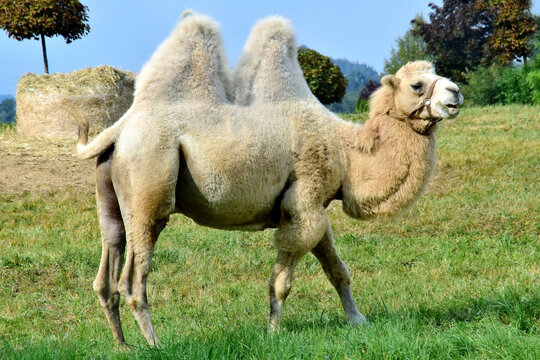 Trampeltier auf einer Wiese (Nahaufnahme)