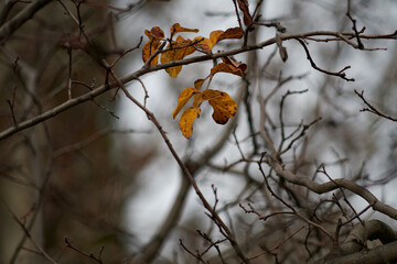Photograph of the last leaves of a tree branch