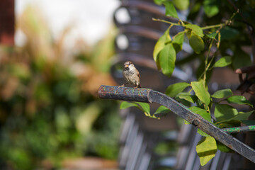 Portrait of a sparrow perched