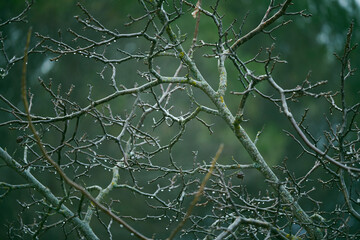 Photograph of the drops of water on the branches of a tree