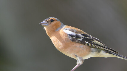 Chaffinch sitting on a fence UK