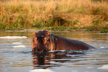Fototapeta na wymiar The common hippopotamus (Hippopotamus amphibius), or hippo resting in water