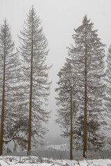 Bäume im verschneiten Winterwald