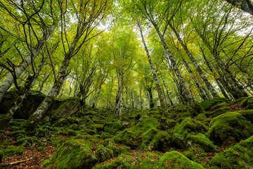 bosque de Bordes, valle de Valier -Riberot-, Parque Natural Regional de los Pirineos de Ariège, cordillera de los Pirineos, Francia