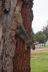 View of a cute squirrel on a tree in summer