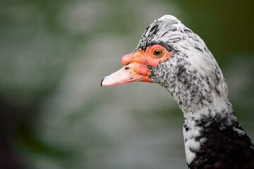 Photograph of a Cairina moschata duck in Mar&iacute;a Louisa Park, Seville, Spain