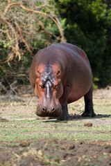The common hippopotamus (Hippopotamus amphibius), or hippo grazing on the riverbank