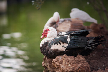 Photograph of a Cairina moschata duck in María Louisa Park, Seville, Spain