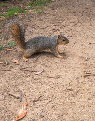 Squirrel view on the park floor looking at camera