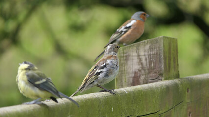 Chaffinch sitting on a fence UK