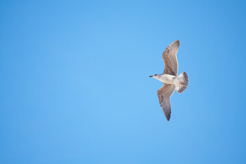 Obraz premium Photograph of a seagull flying on the Rompido beach, Huelva.