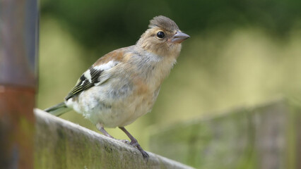 Chaffinch sitting on a fence UK