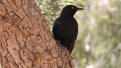 blackbird