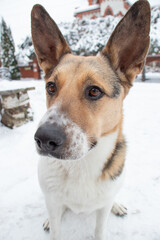 dog in snow