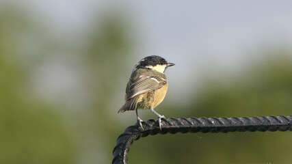 Coal Tit sitting on a gate in UK