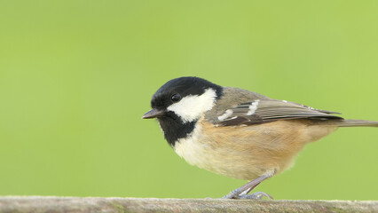 Coal Tit sitting on a gate in UK