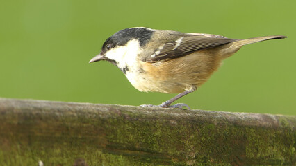 Coal Tit sitting on a gate in UK