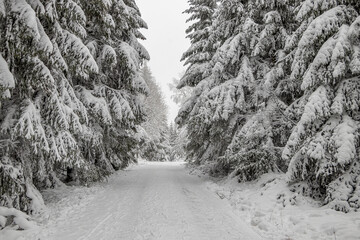 Tannen im verschneiten Winterwald