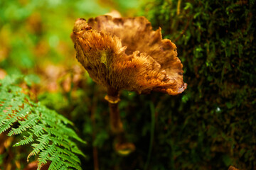 mushroom on a tree