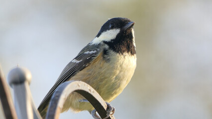 Coal Tit sitting on a gate in UK
