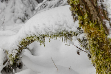 verschneite äste im Winterwald