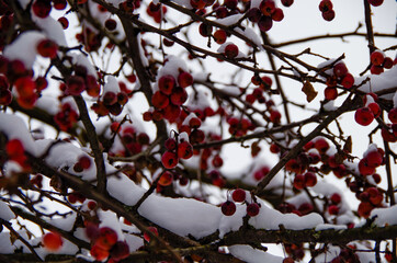 Tree with red little berries on snow covered branches make great color contrast to grey sky on cold...