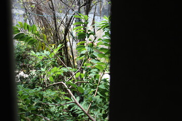 Obraz premium paisagem, verde, planta