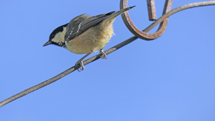 Coal Tit sitting on a gate in UK