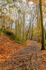Naklejka premium Autumn trees on a hill with a small dirt trail covered with dry leaves, cold sunny day in a nature reserve in Sweikhuizen, South Limburg, The Netherlands