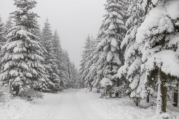 Tannen im verschneiten Winterwald