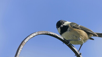 Coal Tit sitting on a gate in UK