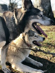 alaskan malamute dog