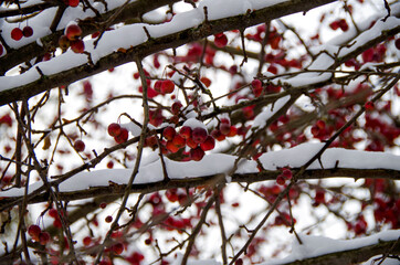 Tree with red little berries on snow covered branches make great color contrast to grey sky on cold...