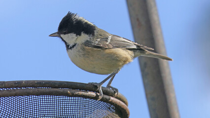 Coal Tit sitting on a gate in UK