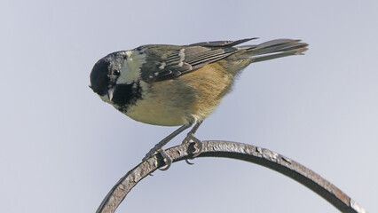 Coal Tit sitting on a gate in UK