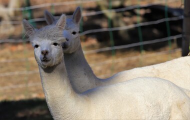 Fototapeta premium Vigognes blanches