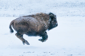 Four Feet In the Air - a bison calf runs and plays in the falling snow. Yellowstone National Park.