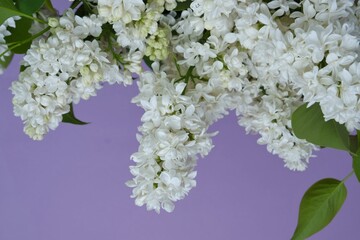 White lilac flowers close-up on a lilac background. Delicate floral background.White spring flowers 