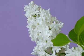White lilac flowers  on a lilac background.Spring flowers.White spring flowers background
