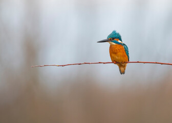 Obraz premium Beautiful kingfisher on the branch