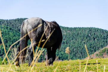 Beautiful horse grazing in the green fields of Ribes de Freser, Girona, Spain