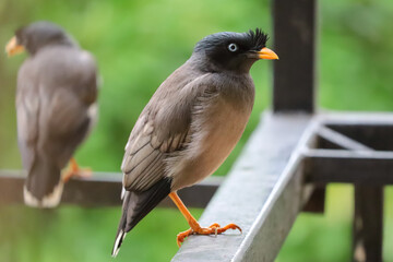 Two common myna one in focus another blurred looking apart