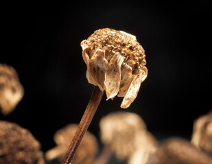 dry inflorescences of chamomile medicinal in winter